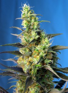 NYC Diesel CBD Feminisiert