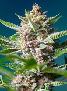 Purple Punch OG Feminisiert