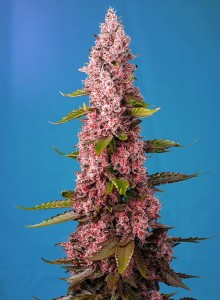 Red Hot Cookies Feminisiert