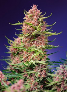 Strawberry Cola Sherbet F1 Fast Version Feminisiert