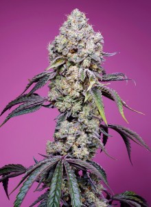 Sweet Mandarine Zkittlez F1 Fast Version Feminisiert