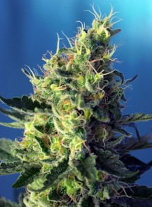 Sweet Pure CBD Feminisiert