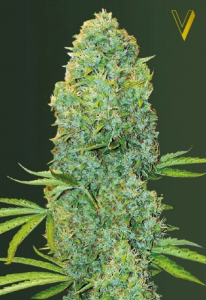 Amnesia Haze Feminisiert