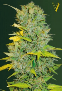 Biggest Bud Automatic
