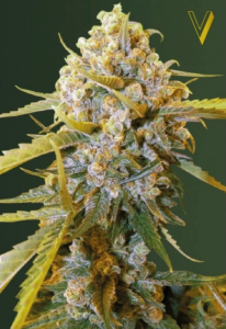 Biggest Bud Feminisiert