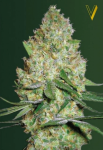Chronic Monster XXL Feminisiert
