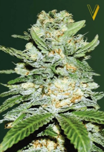 Jack Hammer Automatic