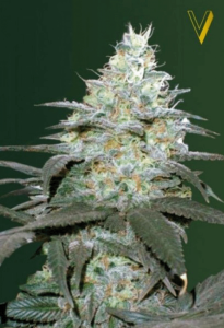 Original Berry Automatic