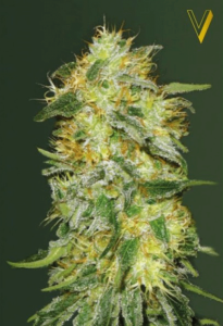 Original Limonade Skunk Automatic