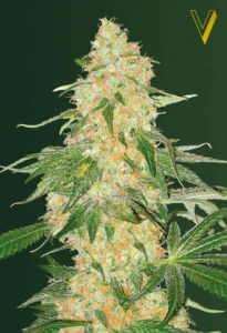 Super Extra Skunk Feminisiert