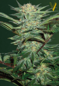 White Widow Automatic