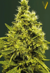 White Widow Feminisiert