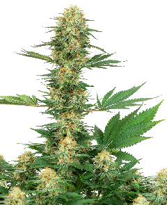 Gelato #420 Feminisiert