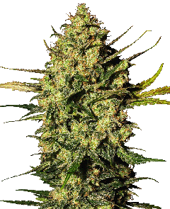 Master Kush Automatic