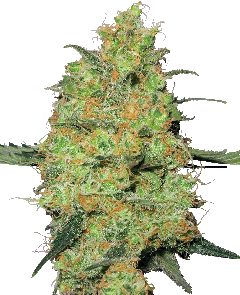 Master Kush Feminisiert