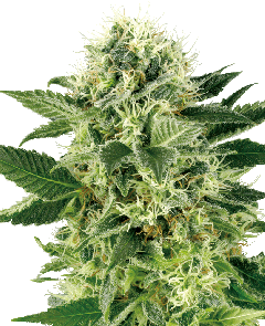 Northern Lights Feminisiert