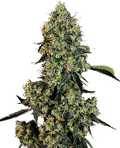 OG Kush Automatic