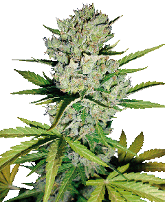 Super Skunk Automatic