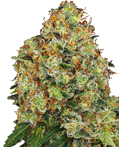 Sweet Tangerine Tango Automatic