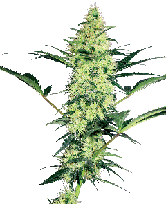 White Diesel Feminisiert