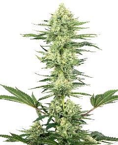 White Gorilla Haze Feminisiert