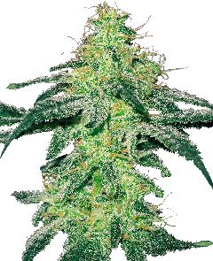White Skunk Feminisiert