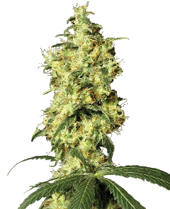 White Widow Automatic