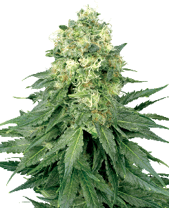White Widow Feminisiert