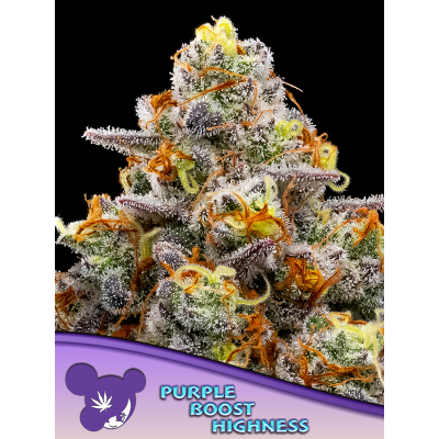 Purple Boost Highness Feminisiert