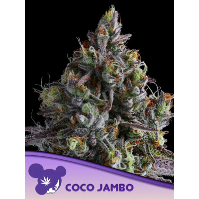 Coco Jambo Feminisiert