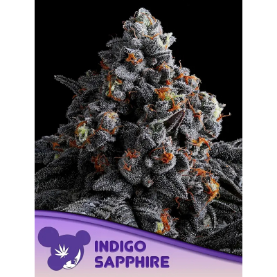 Indigo Sapphire Feminisiert