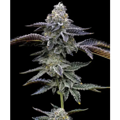 Blue Dream Feminisiert