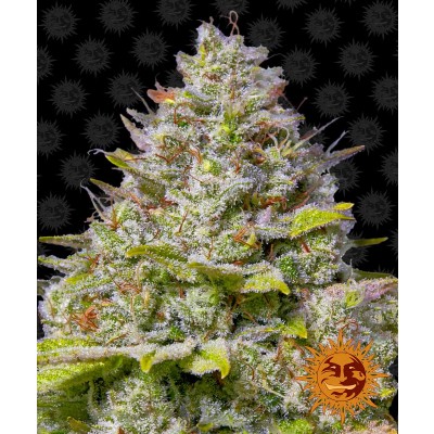 Blue Gelato 41 Feminisiert