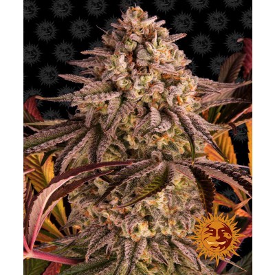 Blue Sunset Sherbert Feminisiert