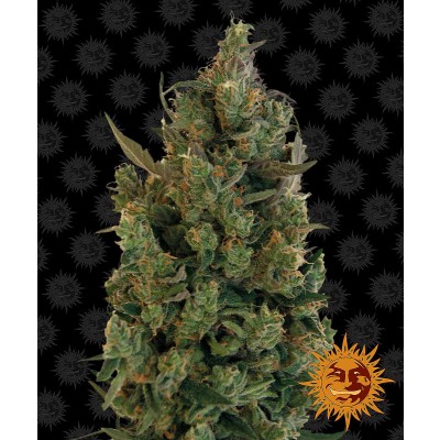 Blue Cheese Feminisiert
