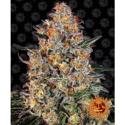 Bubba Kush Feminisiert
