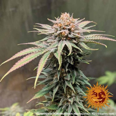 CBD Blue Shark Feminisiert
