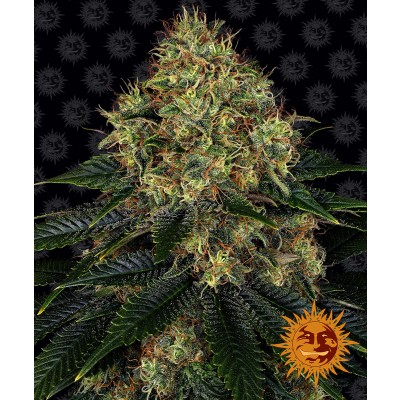 Skywalker OG Auto
