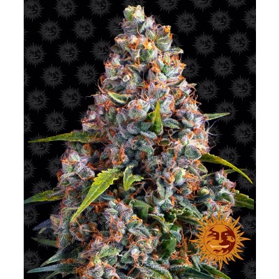 Strawberry Cheesecake Auto