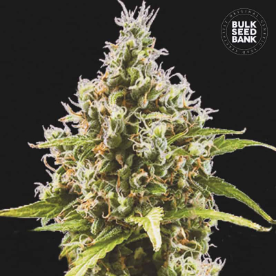 Amnesia Haze Auto