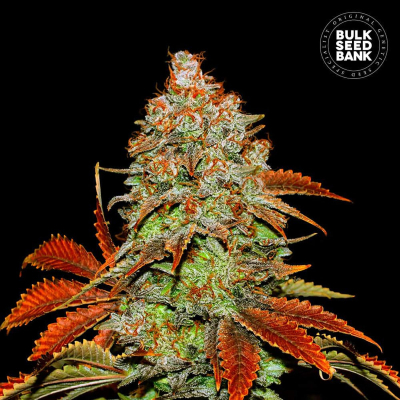 Bubblegum Extra Auto