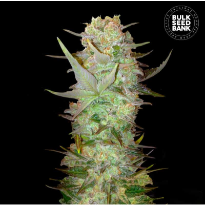 Dubai Poison Auto
