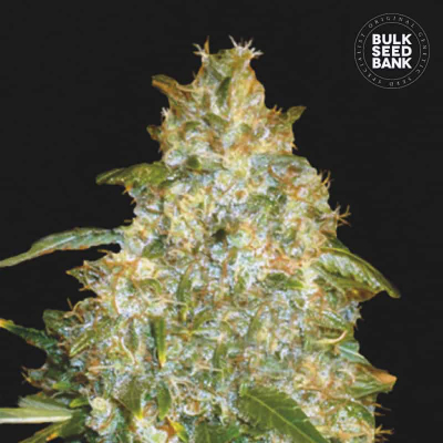 Good Wild Shark Auto