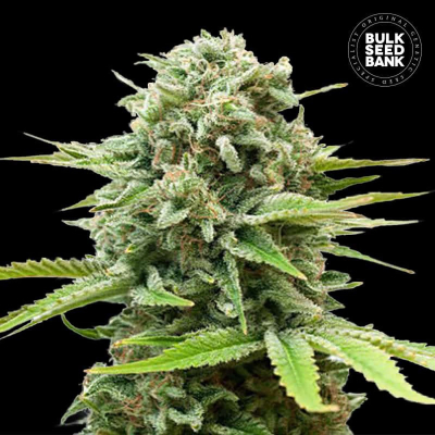 Guerilla Glue Auto