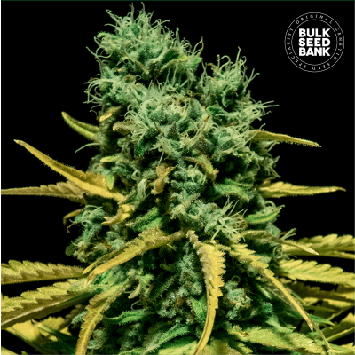 Hell Bells OG Auto