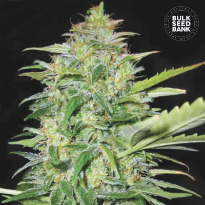 Lime Skunk Auto
