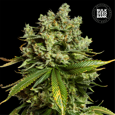 Mimosa Famosa Auto