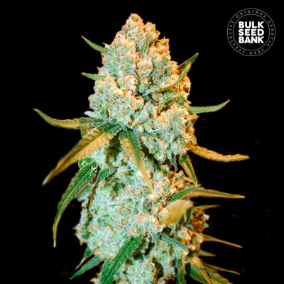Special Crystal Haze Feminisiert