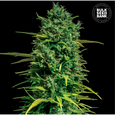 Tropical Coconut Auto
