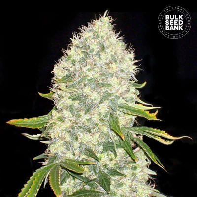 White Widow Feminisiert